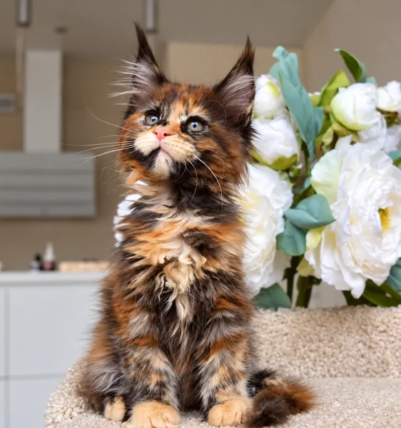 Autumn, Maine Coon