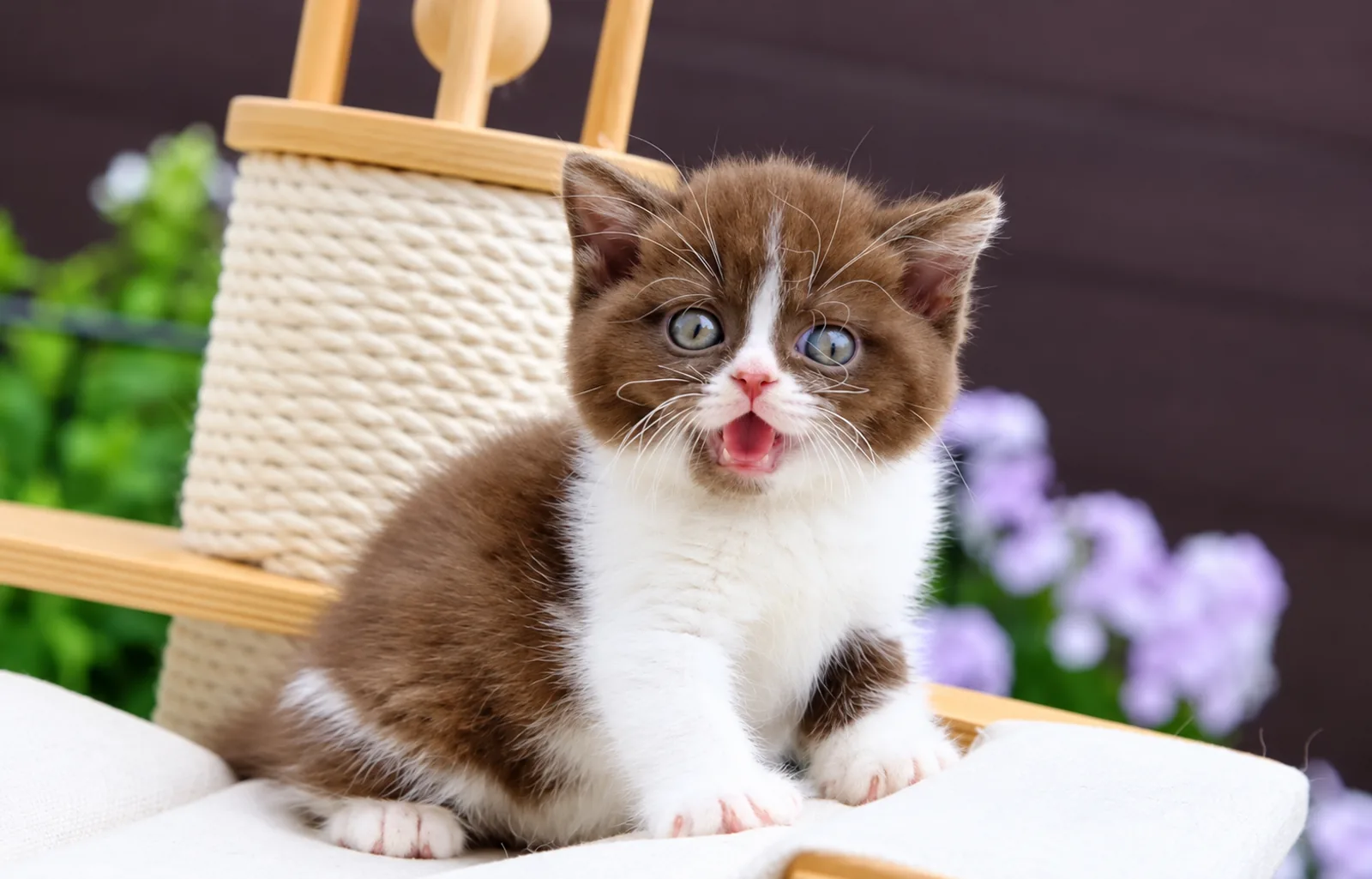 Biscuit