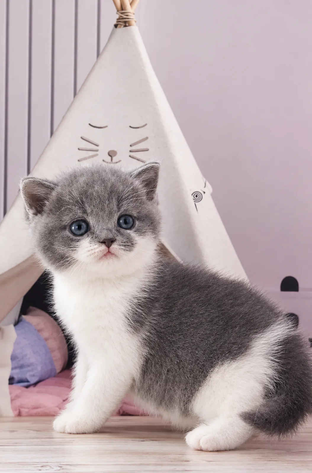 Bluebell