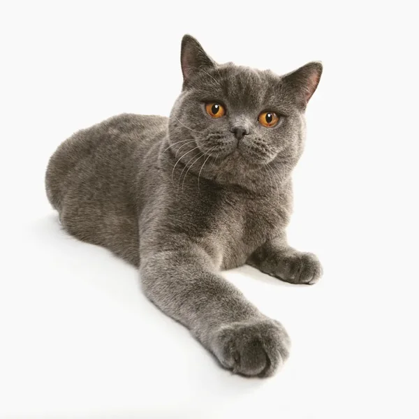 Romeo, British Shorthair