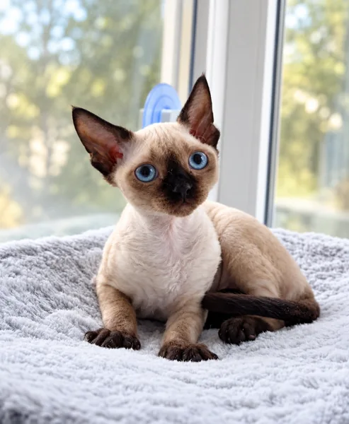Chai, Devon Rex