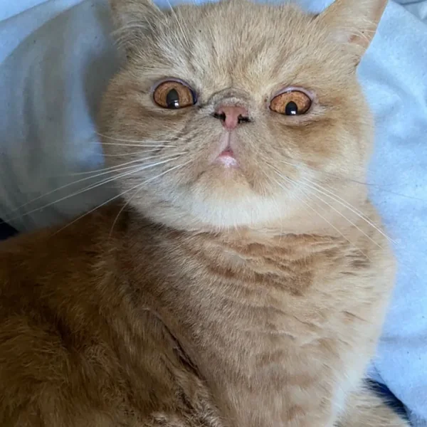 Perl, Exotic Shorthair
