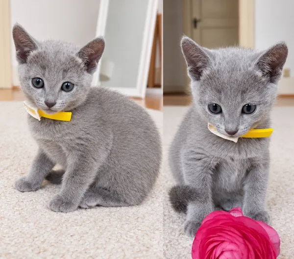 Felix, Russian Blue