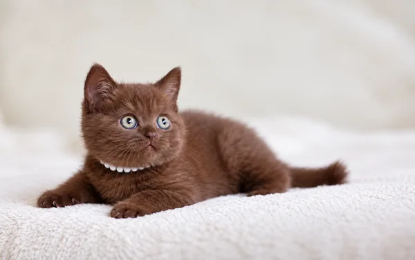 Hershey, British Shorthair