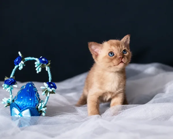 Honey, Burmese