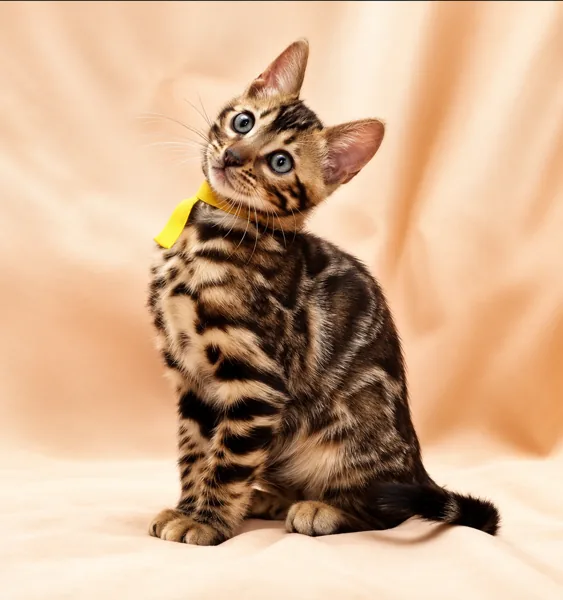 Leo, Bengal