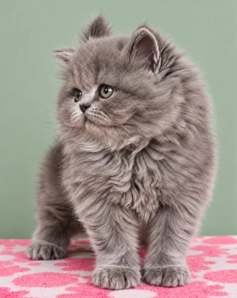 Luna, British Longhair