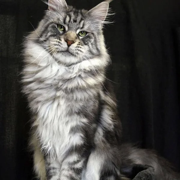 Tiffany, Maine Coon