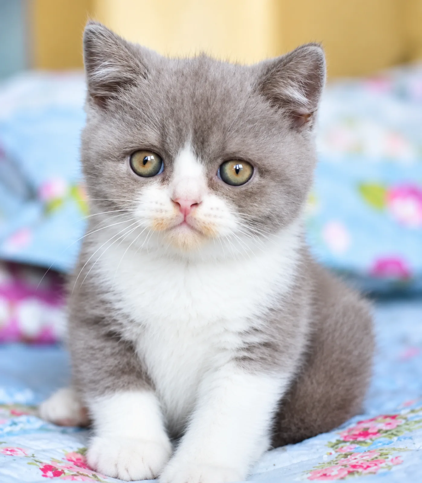 Mia