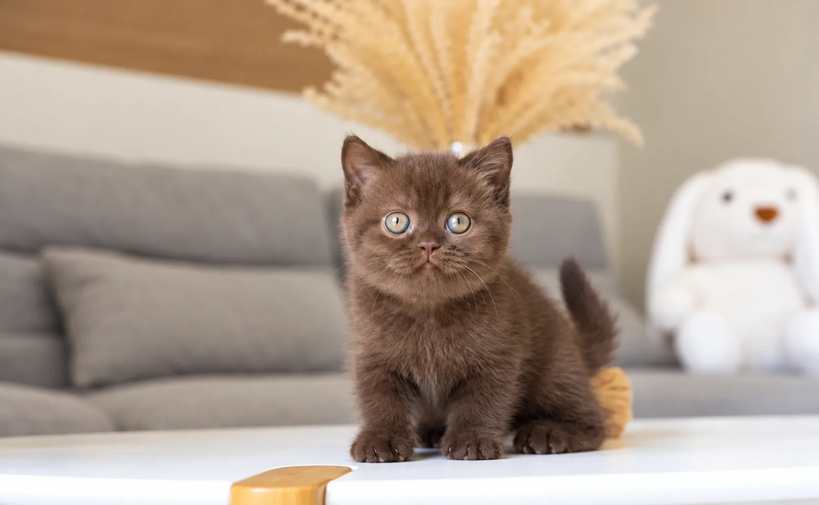 Milo