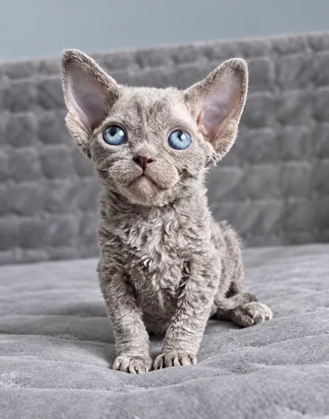 Misty, Devon Rex