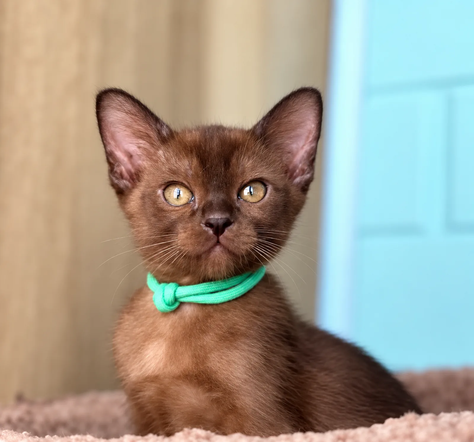 Mocha