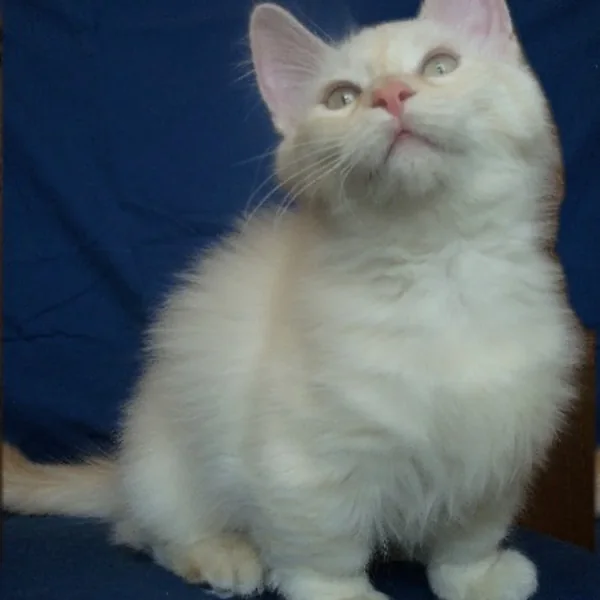 Magnolia, Munchkin