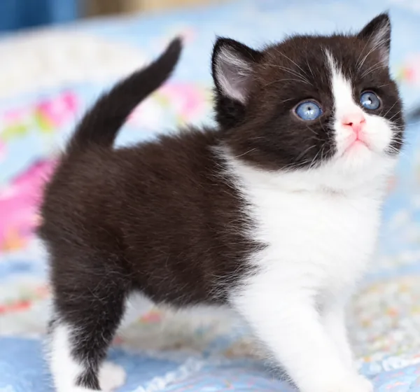 Oreo, British Shorthair