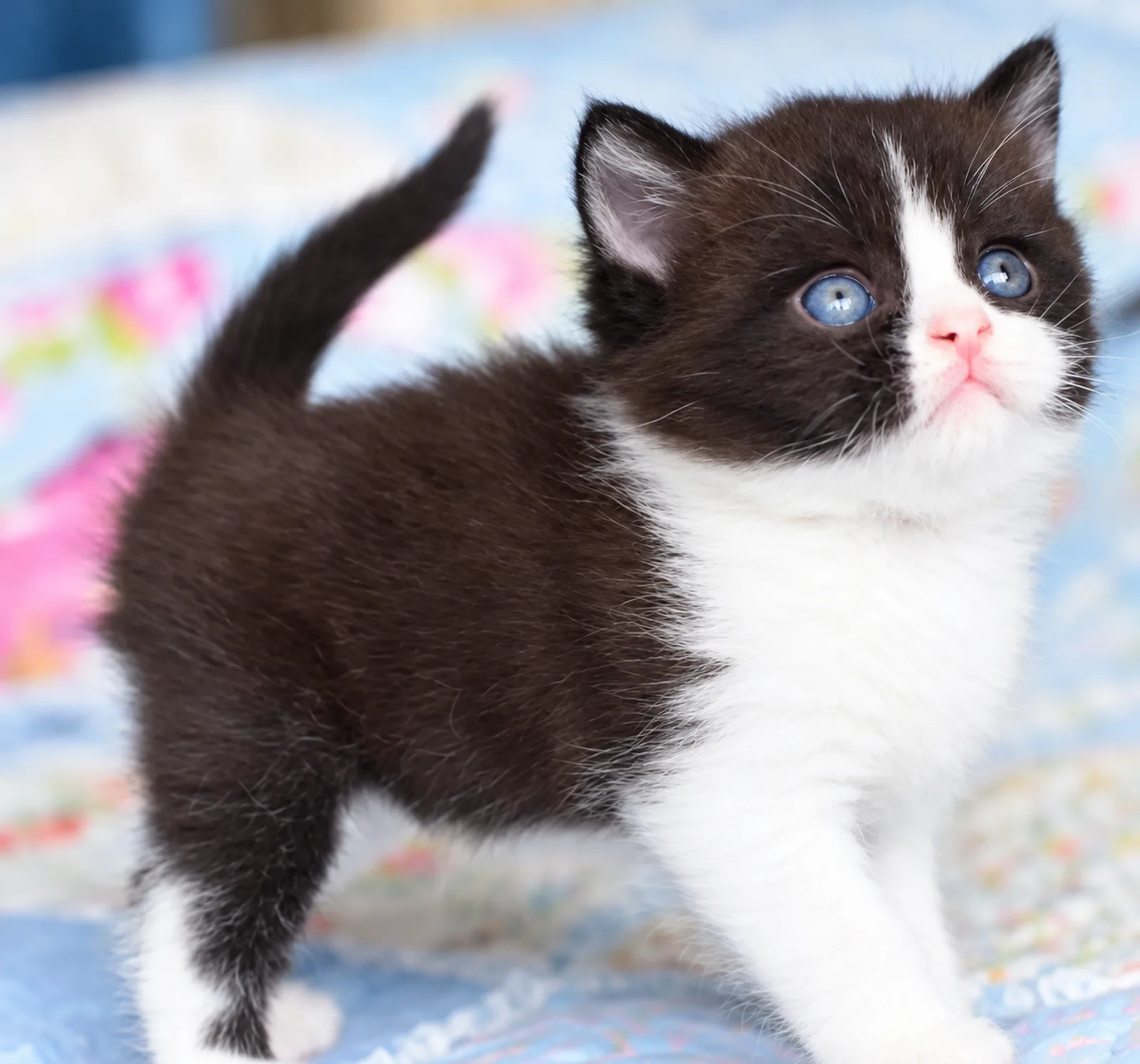 Oreo