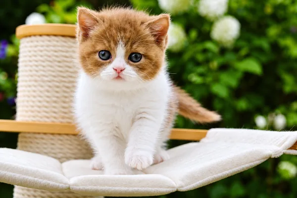 Peaches, British Shorthair