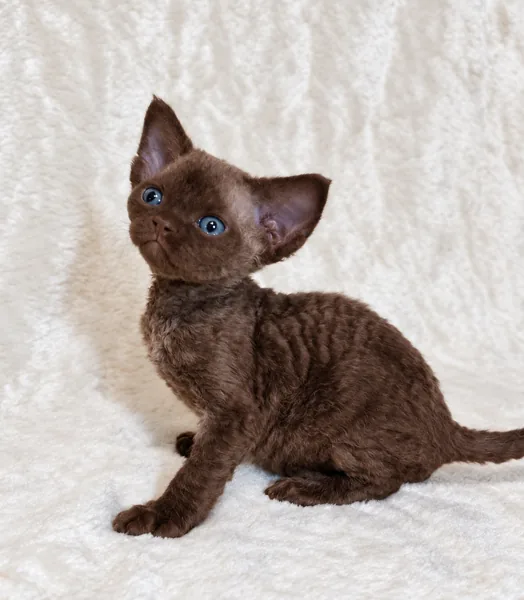 Pepper, Devon Rex