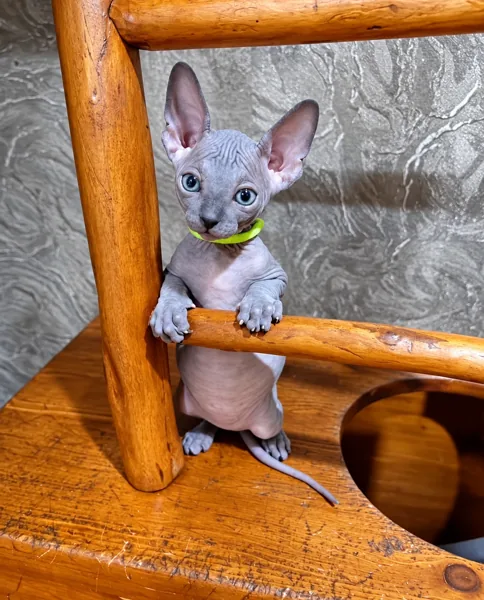 Pixie, Sphynx