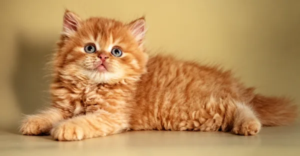 Rusty, British Longhair