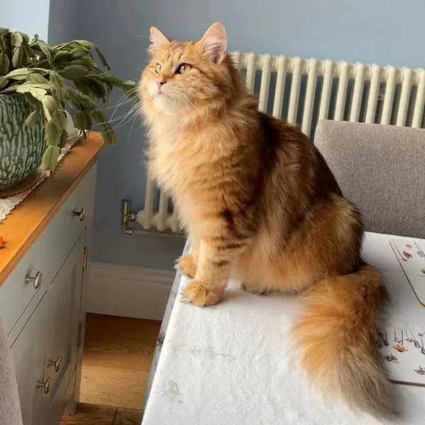 Romeo, Siberian