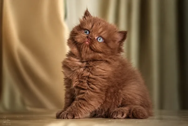 Teddy, British Longhair