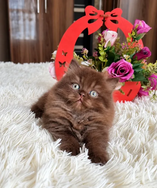 Truffle, British Longhair